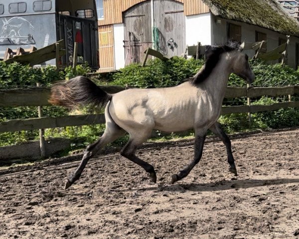horse Exorzist (Little German Riding Horse, 2021, from Expecto Patronum 3)