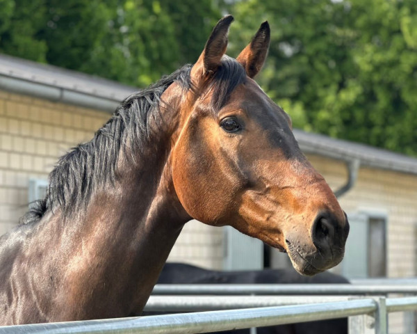 Pferd Antares 252 (Westfale, 2016, von Apollon)
