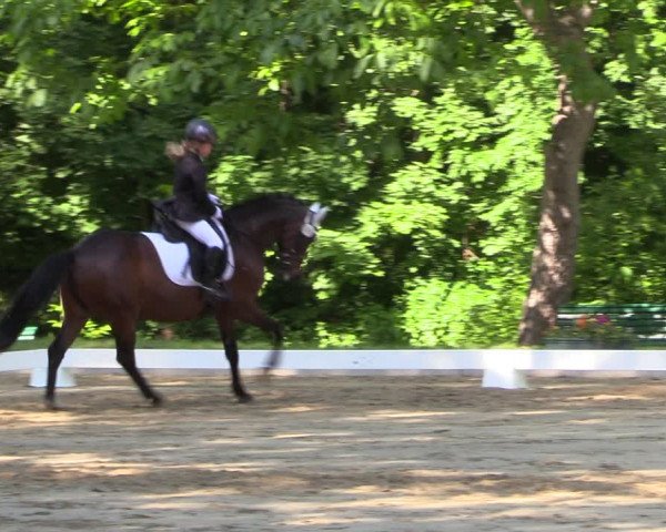 Reitturnier Königsborn 2023