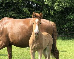 horse Stute von Escolar / Sir Donnerhall I (Westphalian, 2023, from Escolar)