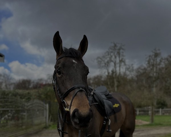 horse Sandros Rough Diamond (Irish Sport Horse, 2017, from Sandro Boy)
