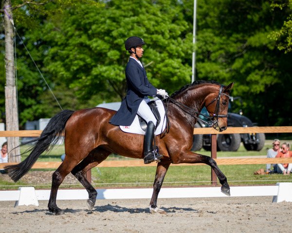 Dressurpferd Franziska 242 (Hannoveraner, 2014, von Franziskus FRH)