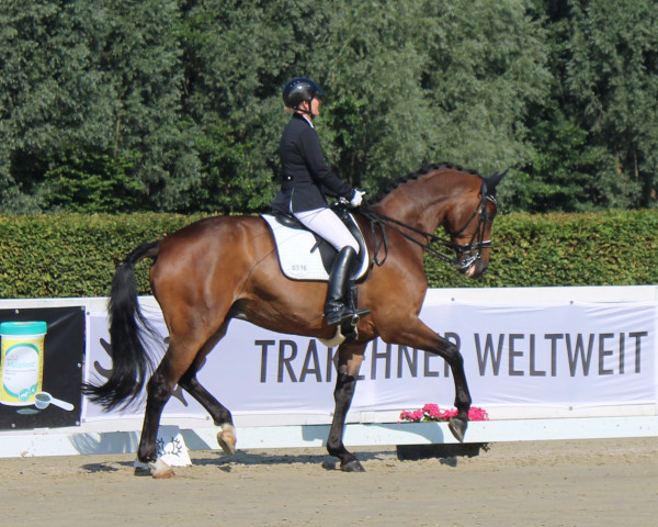 dressage horse Starwood (Trakehner, 2006, from United Kingdom) dressage horse Starwood (Trakehner, 2006, from United Kingdom)