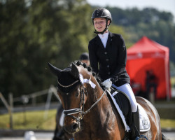 dressage horse Darabani (Württemberger, 2011, from Dancier)