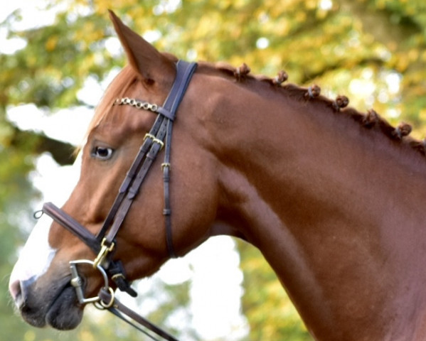 jumper Conthargo's Son (German Sport Horse, 2018, from Conthargos)