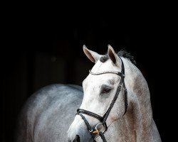 Springpferd Valero Z (Zangersheide Reitpferd, 2018, von Verdi)