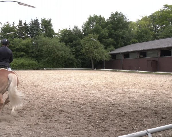 Reitturnier St. Pölten 2023
