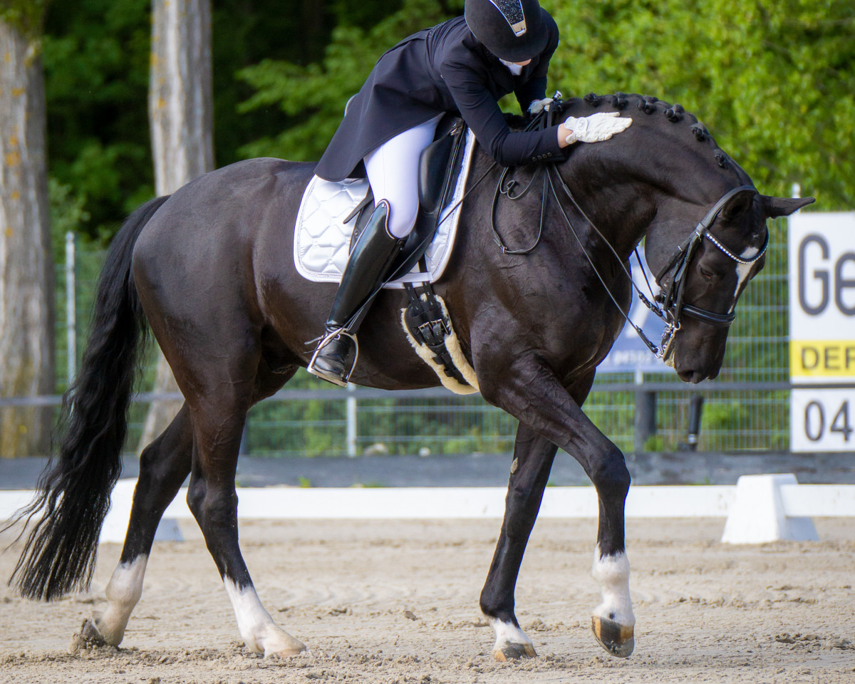 Dressage horse Ripasso M (Hanoverian, 2012, from Rotspon)