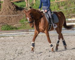 jumper Stellina xx (Thoroughbred, 2017, from Neatico xx)