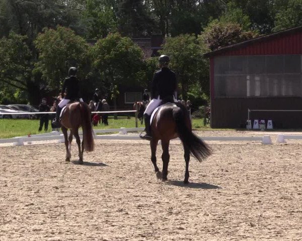 Reitturnier Nienberge Reitanlage Geßmann 2023