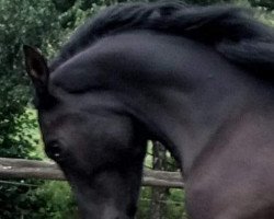 Springpferd Black Rih Ox (Araber, 2017, von Black Rashid ox)