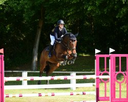 jumper Dooneen Mermus (Irish Sport Horse, 2016, from Mermus R)