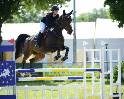 jumper I'm Freaky KW (German Sport Horse, 2015, from I'm Special de Muze)