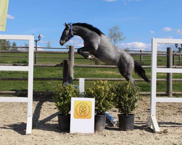 jumper Cardenta 6 (Oldenburg show jumper, 2019, from VDL Cardento 933)