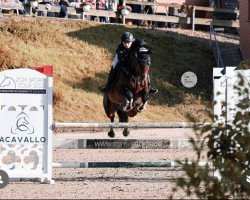 Springpferd Chester 389 (Hannoveraner, 2014, von Conteur)