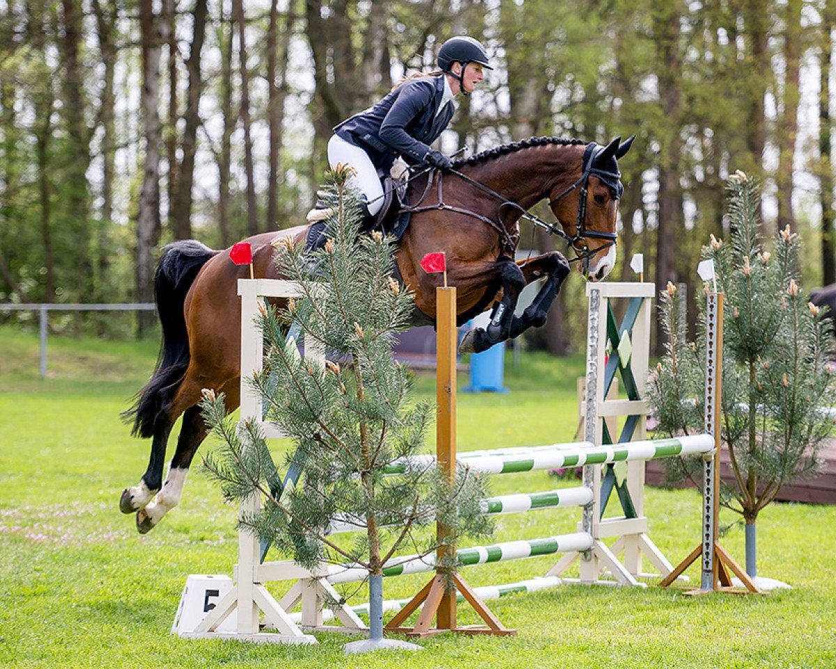 broodmare Lady Million I (Holsteiner, 2018, from Million Dollar)