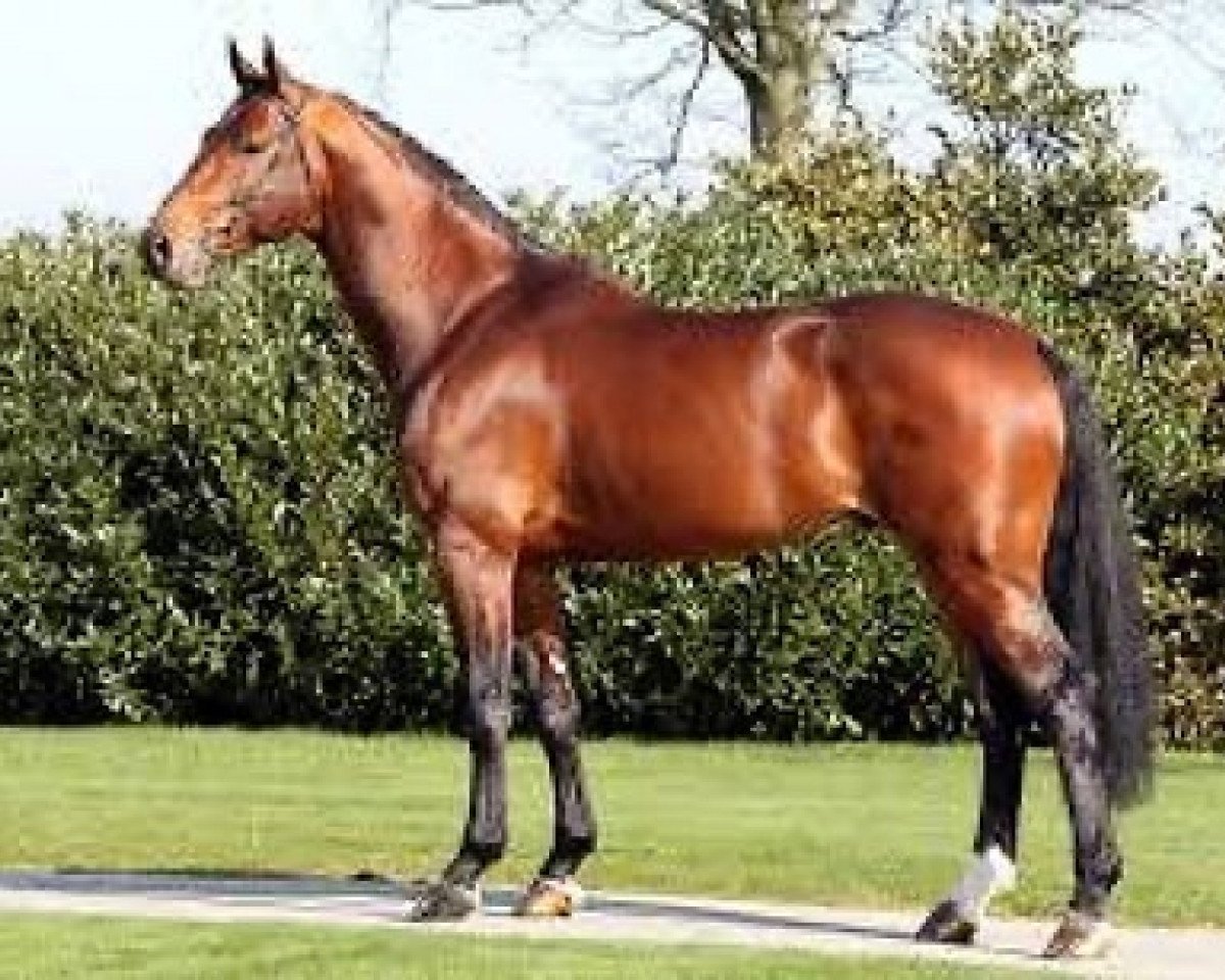 stallion Vagabond de la Pomme (Belgian Warmblood, 2005, from Vigo d'Arsouilles)