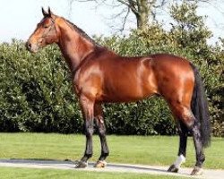stallion Vagabond de la Pomme (Belgian Warmblood, 2005, from Vigo d'Arsouilles)