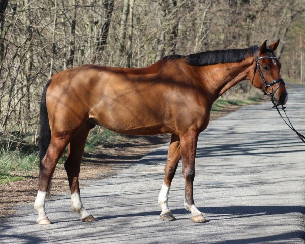 Springpferd Chiaro Grande (Deutsches Sportpferd, 2018, von Casino Grande)