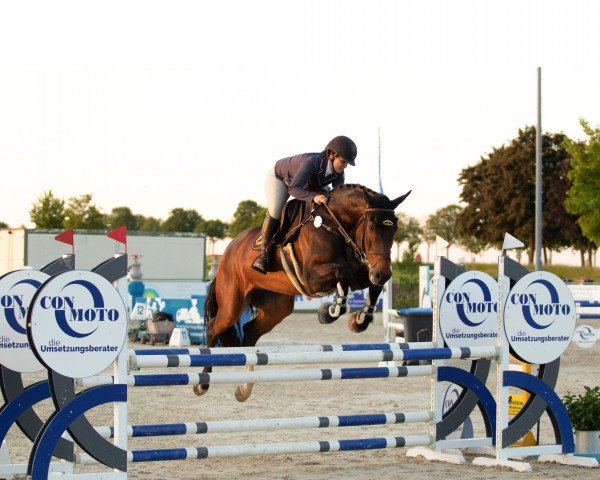 jumper Archibald de Talma (Holsteiner, 2016, from Adagio de Talma)