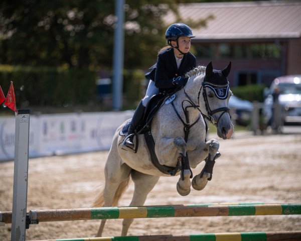 broodmare Lola Montez (German Riding Pony, 2004, from Mac Geyver)