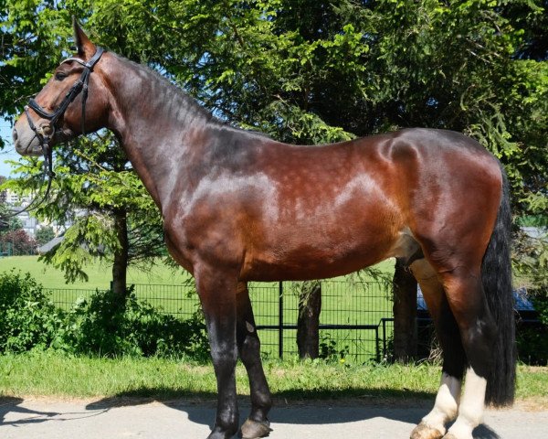 horse Max 4373 (Sachs-door. Heavy Warmbl., 2020, from Mylord 163)