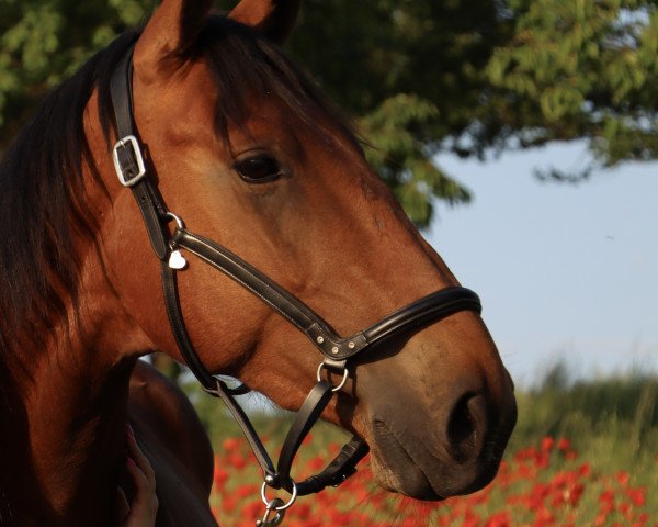 horse Cuba Z (Zangersheide riding horse, 2020, from Caruso de Trebox)