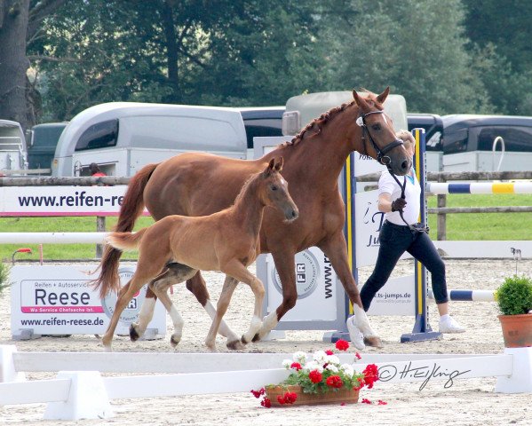stallion Hengst von D'Egalite / Florestan I (Westphalian, 2021, from D'Egalite)