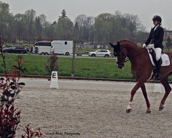 dressage horse Cassidy Fox HML (Holsteiner, 2016, from Casaltino)