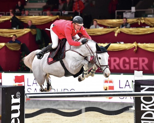 broodmare Queentina (Oldenburg show jumper, 2008, from Coupe de Coeur 2)