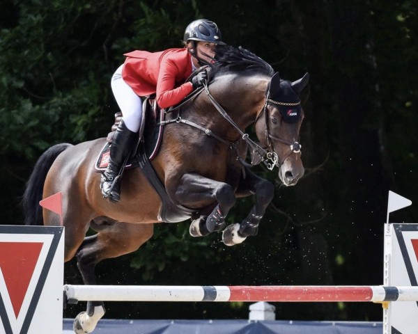 stallion Self Control 3 (Oldenburg show jumper, 2010, from Stakkato Gold)