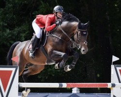 stallion Self Control 3 (Oldenburg show jumper, 2010, from Stakkato Gold)