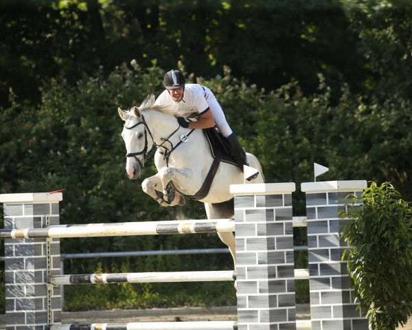 jumper Carlson 122 (Zweibrücken, 2012, from Camargo 2)