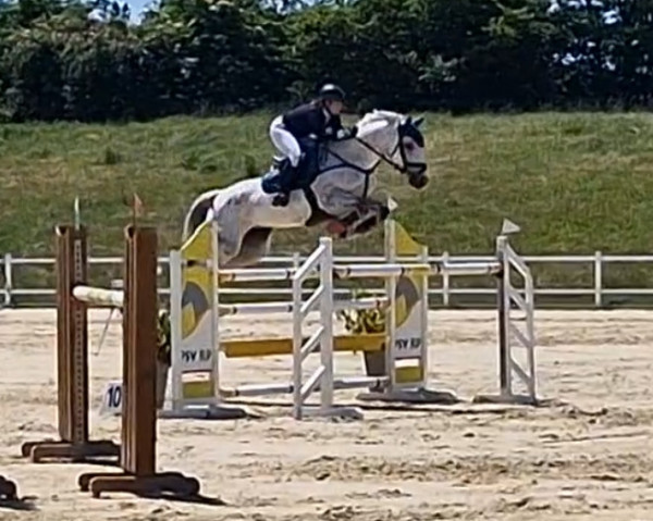 broodmare Carlotta 337 (Holsteiner, 2014, from Christian 25)
