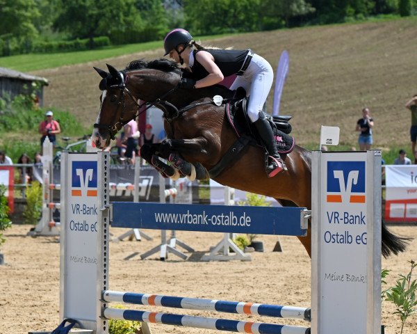 jumper Geke Equigrip's Lima (Bulgarian Warmblood, 2010, from Lancelot)