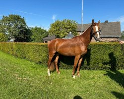 Springpferd Venicia MW (Deutsches Reitpferd, 2019, von Vagabond de la Pomme)