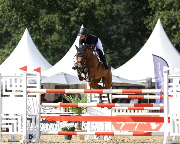 Springpferd Loki Luke (Holsteiner, 2015, von Limbus)