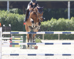jumper Auguri (Portuguese Sporthorse, 2005)