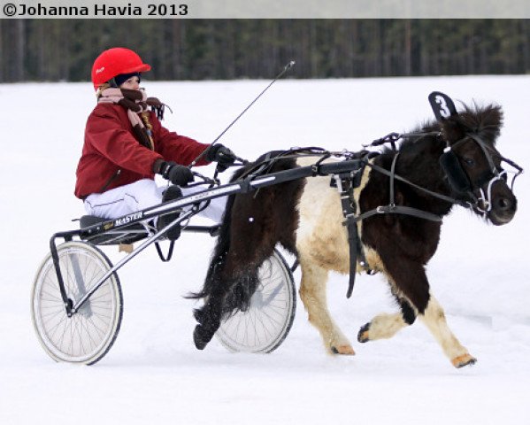 horse Jokimäen Rabbe (Shetland Pony, 2007, from Big Tico 36 SH)