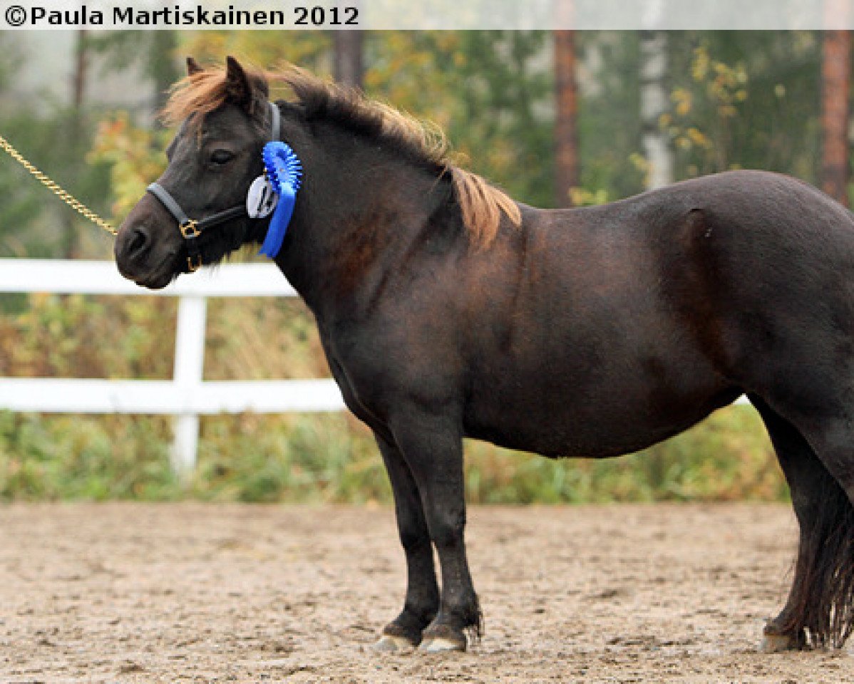 broodmare Jokimäen Jasu 1202 SH (Shetland Pony, 2006, from Big Tico 36 SH)