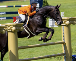 jumper Gradini (KWPN (Royal Dutch Sporthorse), 2011, from Diarado)