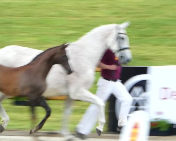 Video of Pin Up R