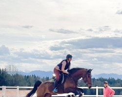 jumper Puccini 106 (Hanoverian, 2017, from Perigueux)