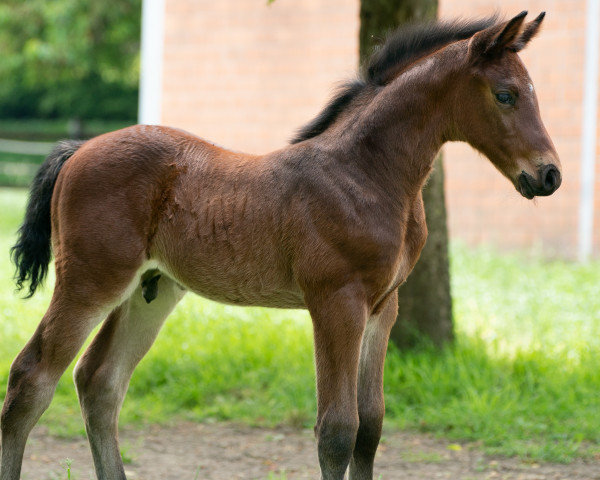 horse Cincinnati (Rhinelander, 2023, from Cicero Z van Paemel)