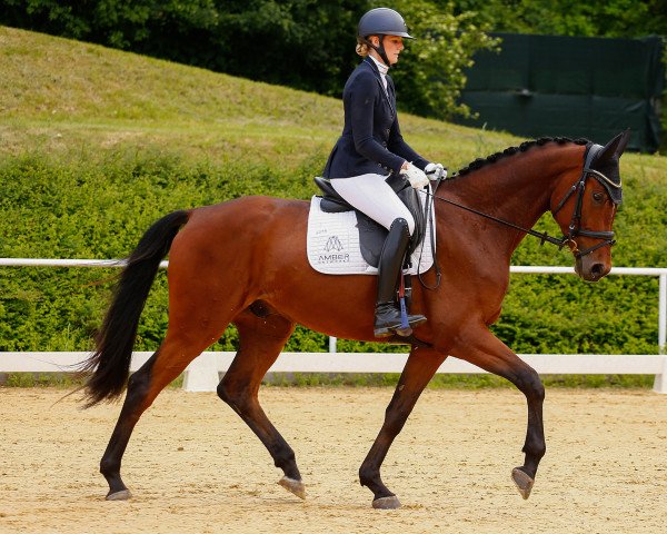 Springpferd Prinz Lorenz (Deutsches Sportpferd, 2019, von Palmares)