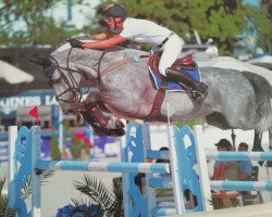jumper Issini van Gerhoeven (Belgian Warmblood, 2008, from Cassini I)