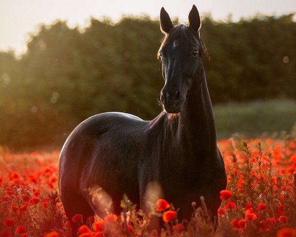 Pferd Donna Bellezza (Hannoveraner, 2012, von Don Darius)