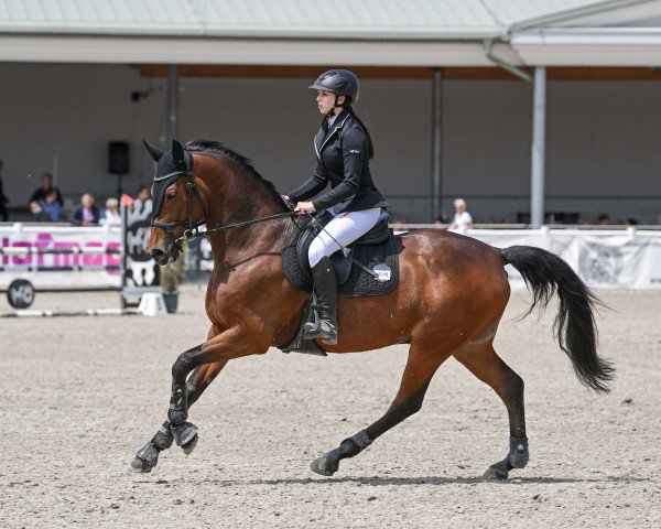 jumper Sitano von Pachern (Austrian Warmblood, 2013, from Stationar)