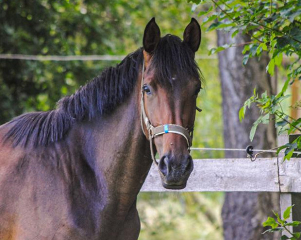 broodmare Via Veneto (Oldenburg, 2016, from Vivaldi)