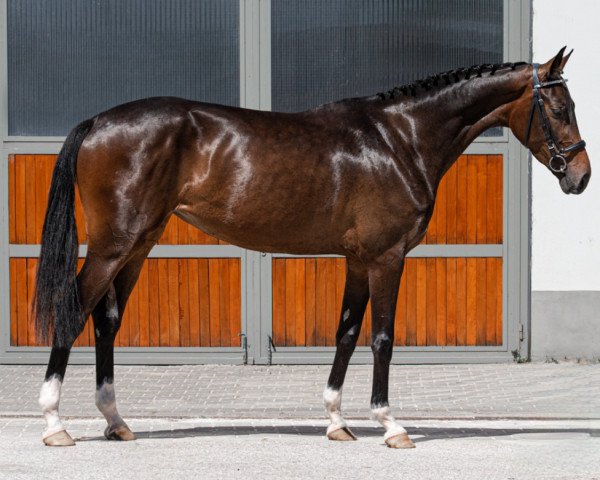 horse Luigi's beauty (Zangersheide riding horse, 2019, from Luigi D'Eclipse)